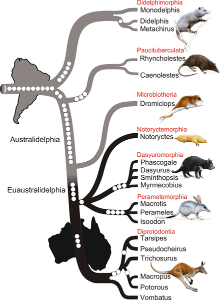 File:Phylogenetic tree of marsupials derived from retroposon data - journal.pbio.1000436.g002.png