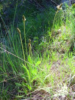 Plantago lagopus Habitus 2011-4-10 SierraMadrona.jpg