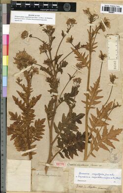 Polypsecadium magellanicum - herbarium sheet MNHN.jpg