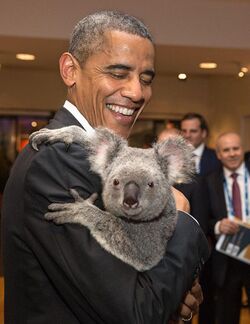 President Obama holding a koala 3.jpg