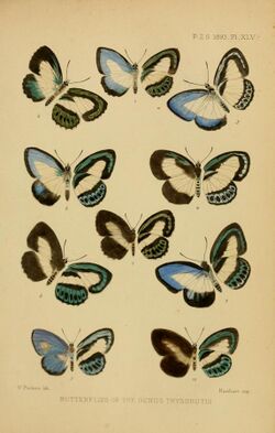 Proceedings Zoological Society 1893 Plate XLV.jpg