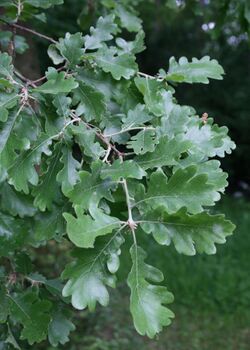 Quercus pubescens 1.jpg
