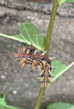 Question mark caterpillar.png