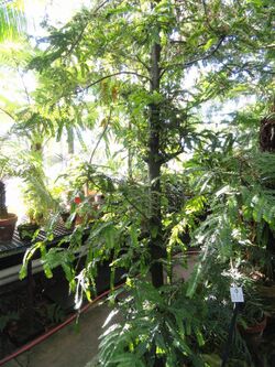 Retrophyllum rospigliosii (Decussocarpus rospigliosii) - Lyman Plant House, Smith College - DSC04249.JPG