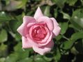 Rosa cultivar Bonica 82 3.JPG