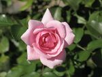Rosa cultivar Bonica 82 3.JPG