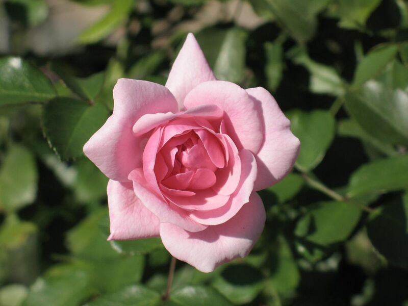 File:Rosa cultivar Bonica 82 3.JPG