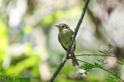 São Paulo Tyrannulet (Phylloscartes paulista).jpg