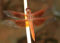 SKIMMER, FLAME (Libellula saturata) (7-21-12) harshaw road, patagonia mts, scc, az -01 (7618191574).jpg