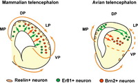Schematic illustration of differences in neuronal specification and migration patterns between the mammalian and avian pallium.png