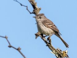 Serpophaga griseicapilla - Straneck's Tyrannulet, Capivara, Santa Fe, Argentina 01.jpg