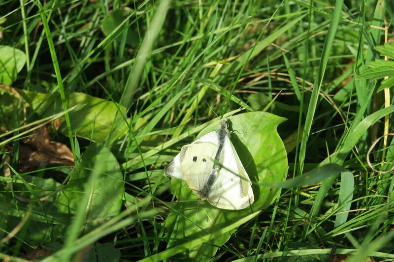 File:Small Whites Mating.jpg
