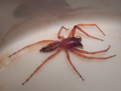 Spider probably Clubiona robusta coffee cup.JPG