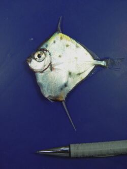 Spotted tinselfish ( Xenolepidichthys dalgleishi ).jpg