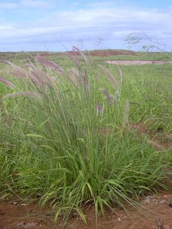 Starr 040217-0077 Pennisetum setaceum.jpg