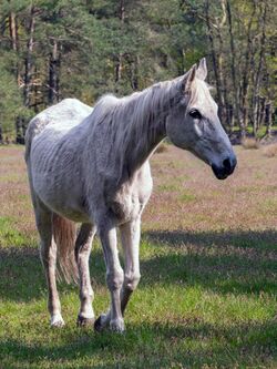 an elderly grey horse