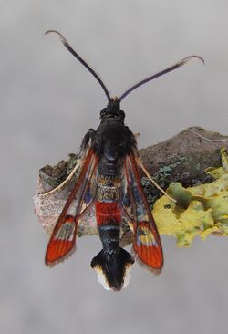 Synanthedon formicaeformis1.jpg