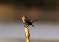 Taiga flycatcher HR.jpg