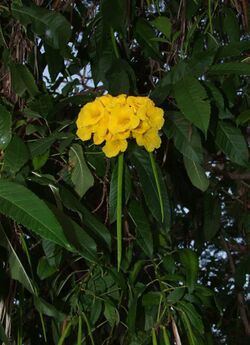 Tecoma castaneifolia @ Tanga beach, TNZ.JPG