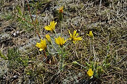 Tragopogon gorskianus.JPG