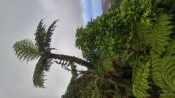 Tree fern and cabbage tree on Saint Helena.jpg