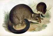 Drawing of gray possums
