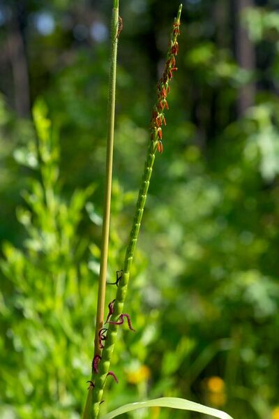 File:Tripsacum dactyloides Arkansas.jpg