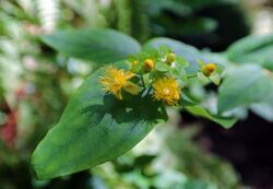 USFWS hypericum boreale (23831276045).jpg