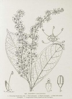 Urobotrya angustifolia-1906.jpg