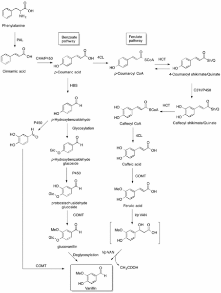 File:Vanillin Biosynthesis.gif