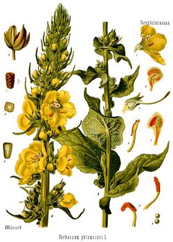 Verbascum phlomoides - Köhler–s Medizinal-Pflanzen-144 0325-caps.jpg