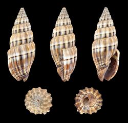 Vexillum semifasciatum 01.JPG