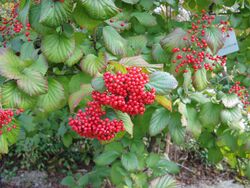 Viburnum dilatatum04.jpg