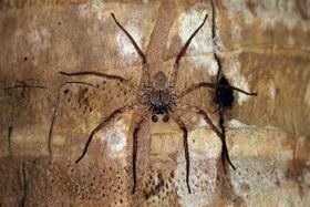Wall crab spider (Selenops insularis) male.jpg