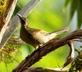 Wattledhoneyeater nadi jun08.JPG