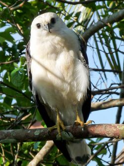 White-necked Hawk..jpg