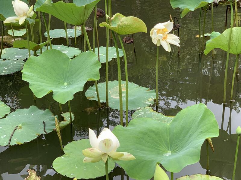 File:White Lotus pond at Sir Seewoosagur Ramgoolam Botanical Garden, March 2020 (5).jpg