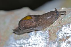 Yellow-shelled Semi-slug (Parmarion martensi) (8066259575).jpg