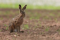 Photograph of a hare on farmland