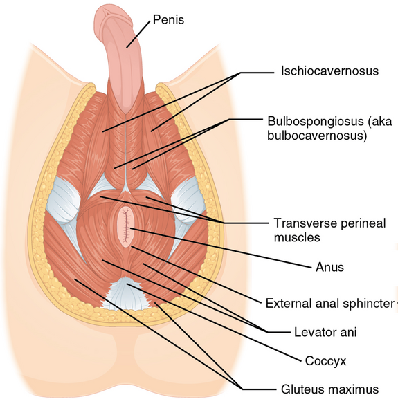 File:1116 Muscle of the Male Perineum.png