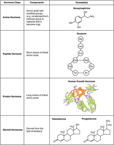 File:1802 Examples of Amine Peptide Protein and Steroid Hormone Structure.jpg