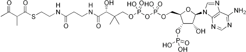File:2-methylaceto-acetyl-CoA.png