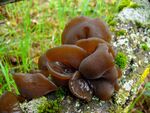 AURICULARIA AURICULA-JUDAE (Bull. Fr.) Wettstein(=Hirneola a.) (5829721383).jpg