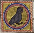 Folio 51 Recto - Little Owl (detail)