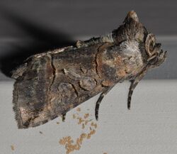 Abrostola urentis - Spectacled Nettle Moth.jpg