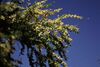 Acacia rigidula.jpg