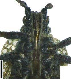 Acalypta marginata rostrum.jpg