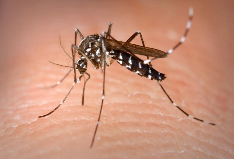 File:Aedes Albopictus.jpg
