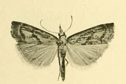 Agriphila brioniellus.JPG