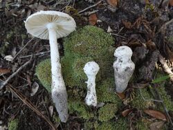 Several "Amanita longipes" fungi found growing at Ocala National Forest, Marion Co., Florida, USA.